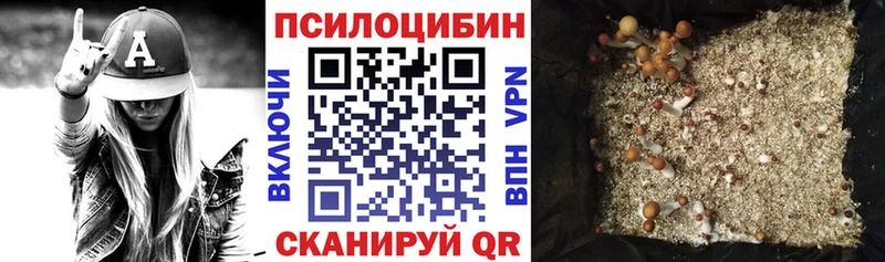 Купить  Боготол  Псилоцибиновые грибы Psilocybe 
